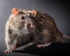 If we can’t keep rats out of Britain’s jails, we shouldn’t be putting children in them | Zoe Williams