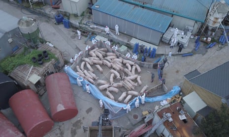 An aerial photo shows workers collecting pigs for culling at a farm in Paju in South Korea. 
