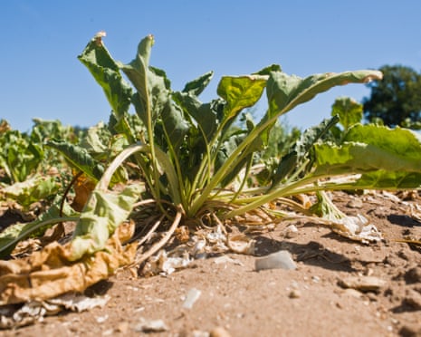 Dying and undernourished sugar beet due to drought in Euston Estates farm's fields, Suffolk,UK.