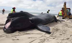 A rare North Atlantic right whale calf lies dead on a beach in Chatham, Massachusetts in 2016.