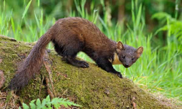 A pine marten.