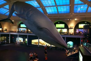 Blue Whale at the American Museum of Natural History