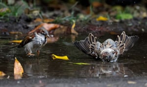 Two parrows bathe in a puddle full of autumn leaves in Titan park in Bucharest, Romania