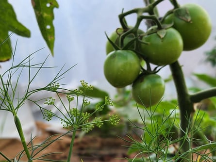 Vegetation growing in front of a tent.