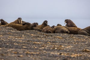 Walrus on a beach in Svalbard, Norway. People are being asked to become walrus detectives and search for the Arctic creatures in satellite images to help with their conservation. To try to help them, conservation charity WWF and the British Antarctic Survey (BAS) are asking the public to take part in their Walrus From Space project