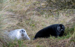 Blakeney Point, England: one of 10 melanistic grey seal pups (R) that have been spotted by rangers over the course of the winter pupping season