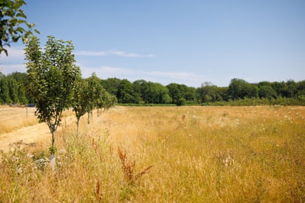 Small trees at the edge of a field. A line of larger trees can be seen at the back of the field