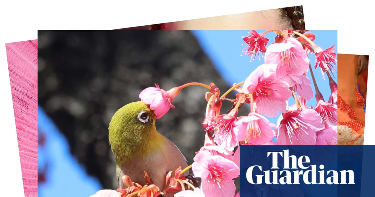 Tokyo blossom and ice on the Hudson: photos of the day