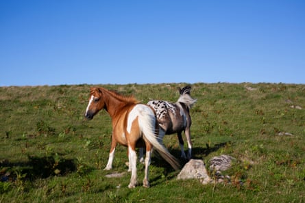 Two ponies on moorland near Hen tor with blue sky above