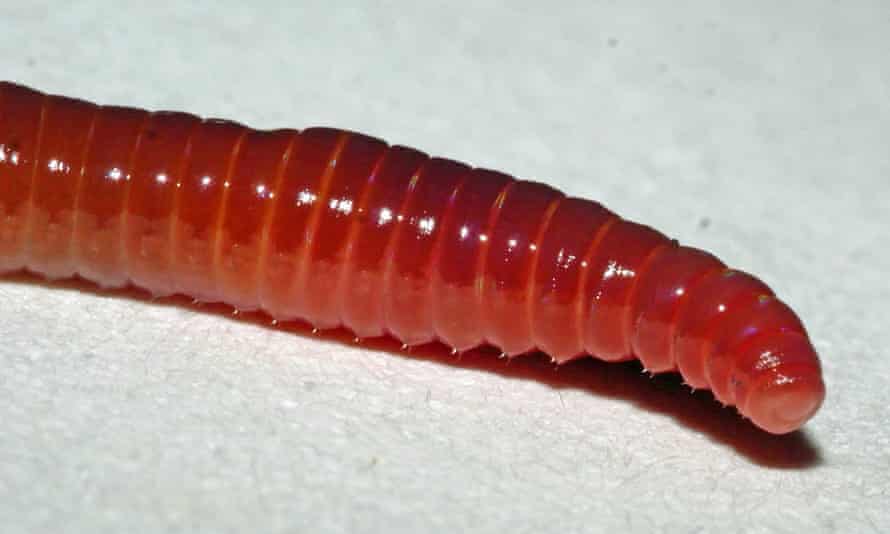 Put an earthworm on a sheet of smooth paper and you can hear its tiny bristles scratching the surface.