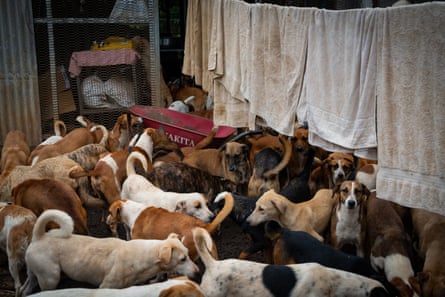 Les chiens se rassemblent en prévision de l'heure du repas dans la réserve Greater Good.