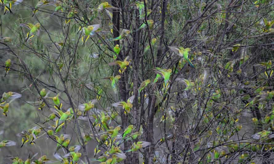 Budgies in a tree.
