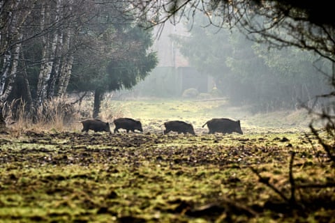 Javalis selvagens caminham por uma floresta na região de Taunus, perto de Frankfurt, Alemanha.