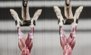 Desollando conejos en un matadero en España