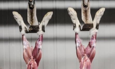 Rabbits being skinned at a slaughterhouse in Spain