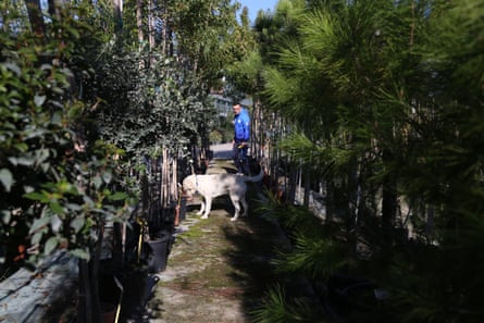 A dog sniffs along rows of trees in pots with its handler. 
