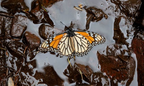 A monarch butterfly lies in mud