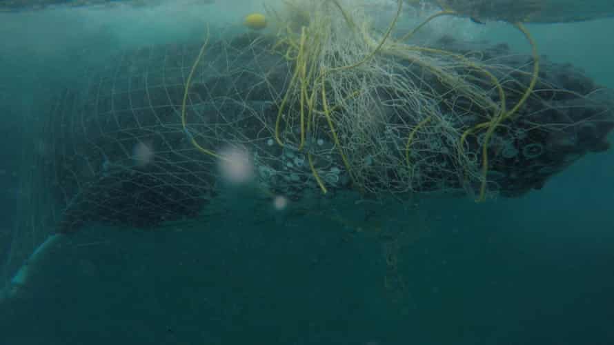A whale entangled in netting.