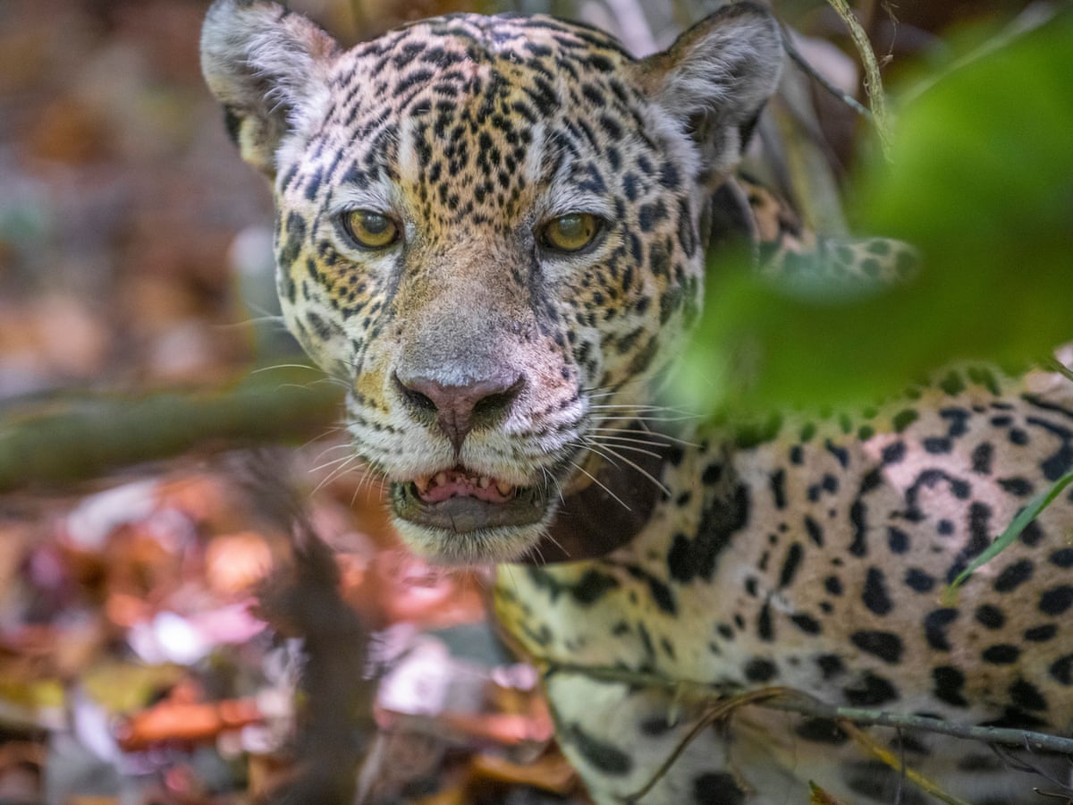 The jaguars fishing in the sea to survive | Wildlife | The Guardian
