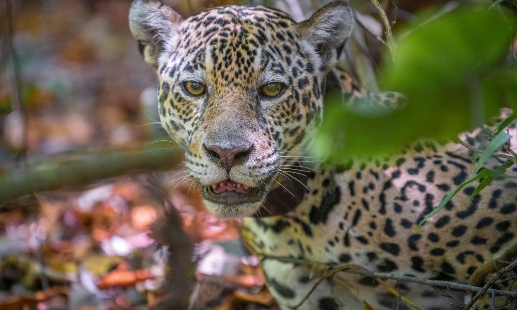 The jaguars fishing in the sea to survive