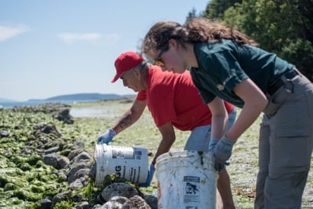Teams work to restore a clam garden.