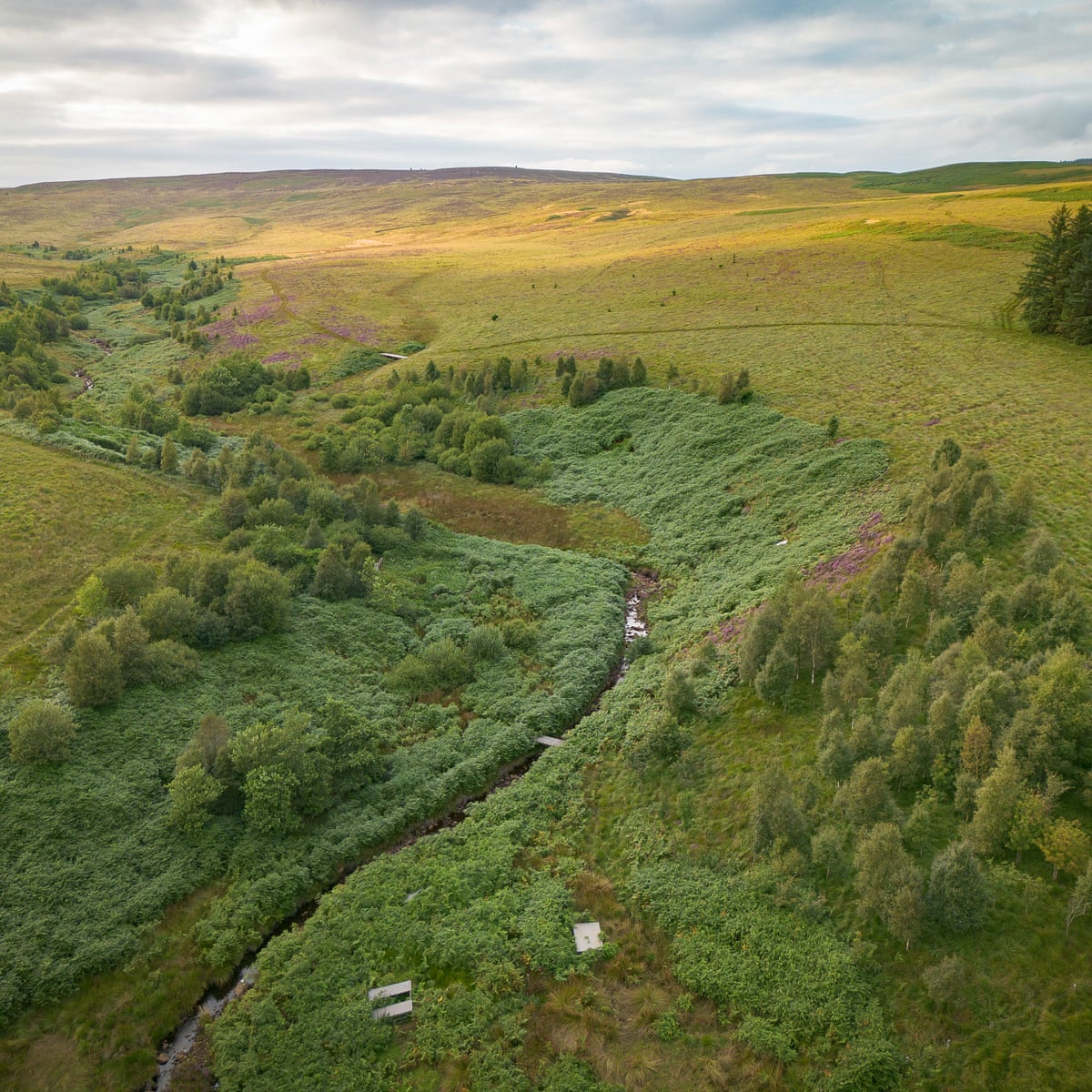 ‘Britain’s Yellowstone’: restoration project aims to take the greed out of land acquisition