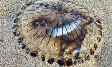 Ian Watkin’s photograph Can someone please let me out now, showing a fish embedded in a jellyfish