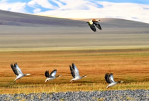 A ruddy shelduck overtakes a flock of bar-head geese as they fly over a wetland in Nyima county, south-west China’s Tibet autonomous region.