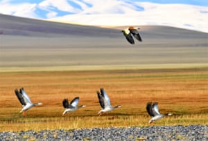A ruddy shelduck overtakes a flock of bar-head geese as they fly over a wetland in Nyima county, south-west China’s Tibet autonomous region.