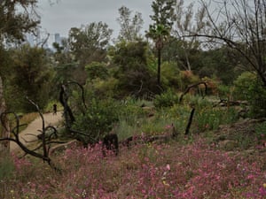 A park with a person walking their dog in the distance