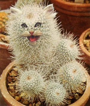 A collage of a cat-faced cactus by Stephen Eichhorn