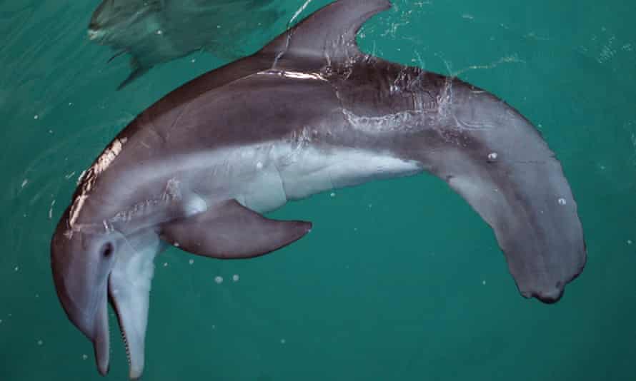 L'hiver nage au Clearwater Marine Aquarium.