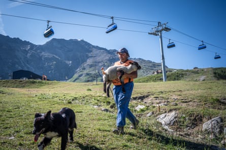 A farmer helps his sheep when he was stuck in a small valley. Sheep graze on what is the ski slope in winter. Several reasons can be given for this, but two of them are: Land management: Grazing sheep can help maintain the grass on the slopes, prevent soil erosion, and improve the health of the vegetation. Agricultural use: Ski slopes can be used for agricultural purposes, such as grazing land for sheep, during the off-season when the slopes are not in use for skiing.
