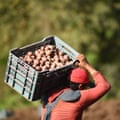 Field worker hoists plastic box of potatoes on one shoulder