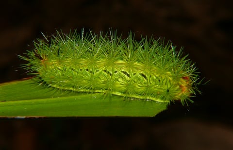 Bugs, drugs and electric venom: is this the most deadly library in