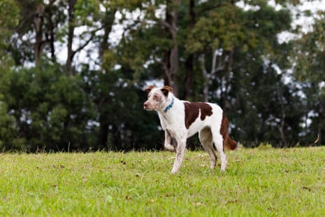 Oaka, a two-year-old koolie in training to replace world-famous koala detection dog, Bear
