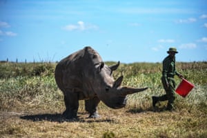 Os dois últimos rinocerontes brancos do norte, Najin e sua filha Fatu, são cuidados na Ol Pejeta Conservancy em Laikipia, Quênia. Os rinocerontes brancos do norte já foram encontrados na África Central, mas a caça ilegal alimentada pela demanda por chifres de rinoceronte dizimou sua presença na natureza