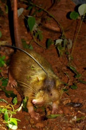 A female Hispaniola solenodon with a radio collar attached so researchers could track its movements.