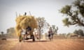 A cattle-drawn hay-laden cart move down a dusty road in Segou Region, Mali, West Africa. 