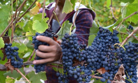 grape picking Australia