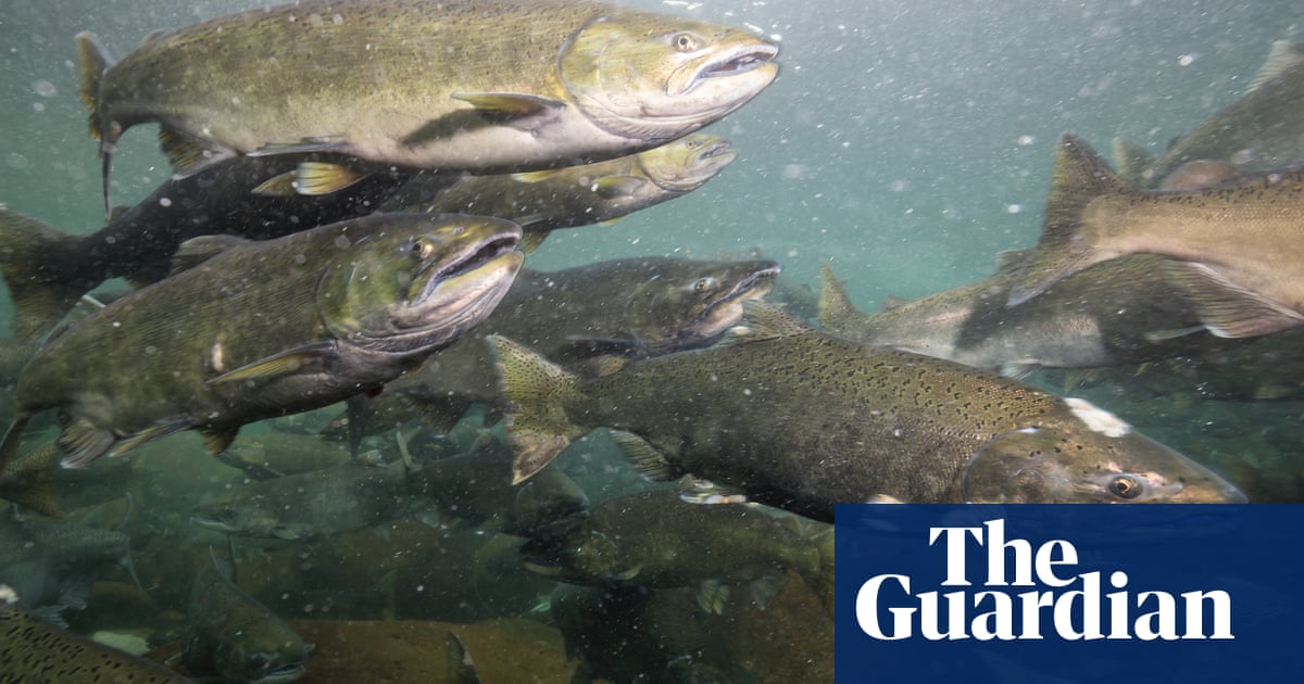 Canada’s attempt to phase out open-pen salmon farms faces setback