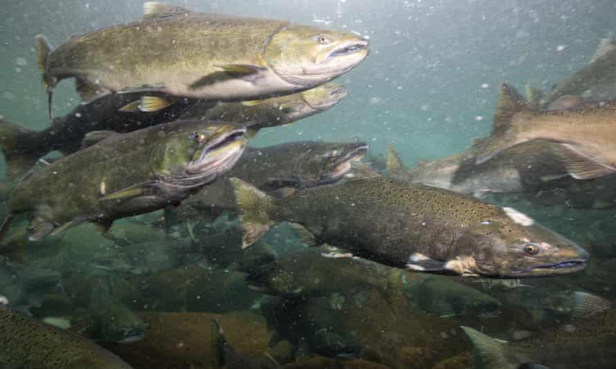 Salmon swimming in a river during the spawning season in British Columbia, Canada.