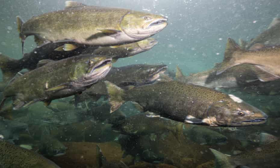 Salmon swimming in the river during the spawning season in British Columbia, Canada.