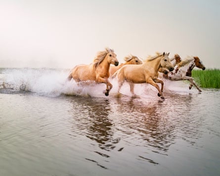 A small group of horses gallop across a lake on grassland, splashing water.