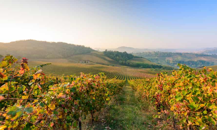 Vineyard views in Lombardy’s Oltrepò Pavese.