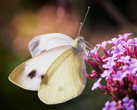 Southern small white butterfly sitting on a Verbena
