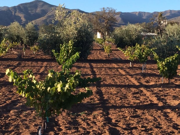 Condor’s Hope dry-farmed vineyard in Cuyama Valley, California.