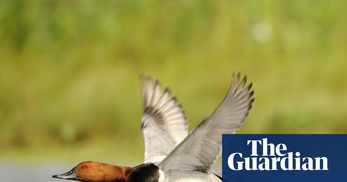 Shooting restricted for six British wild birds to halt population decline