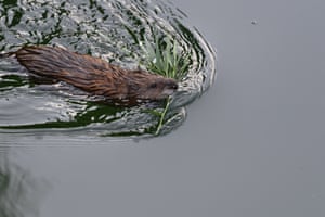 A muskrat swims in the Lake Issyk Kul in Cholpon-Ata, some 250 km from Bishkek, Kyrgyzstan
