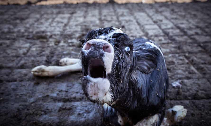 Horror and injustice ... immediately after birth, this calf, soaked with amniotic fluid was sent to die for being born too weak.
